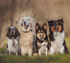 here are the 10 rarest dog breeds in america, Daria Shvetcova Shutterstock