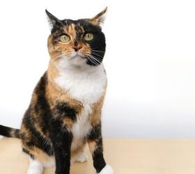 shelter cat s brutally honest adoption ad goes viral she will own you, Kittyfly Shutterstock