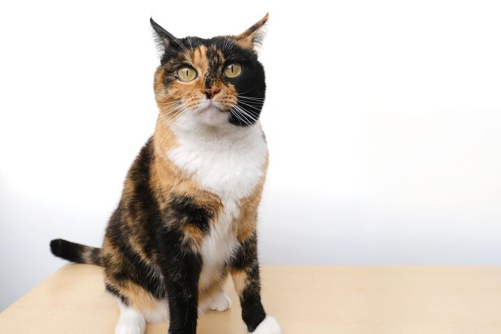 shelter cat s brutally honest adoption ad goes viral she will own you, Kittyfly Shutterstock