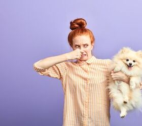 why do some dogs have bad body odor, UfaBizPhoto Shutterstock