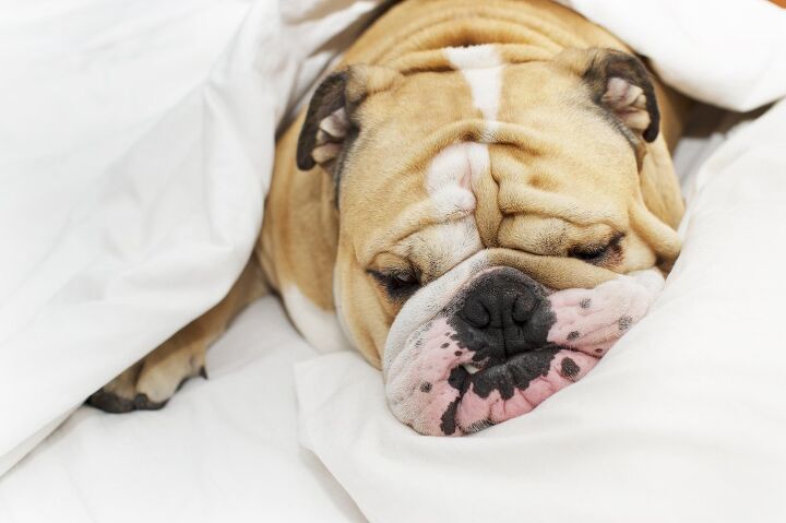 is dog snoring normal, Tatiana Katsai Shutterstock