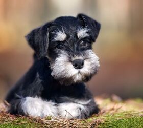 Miniature Schnauzer Information and Pictures - Petguide