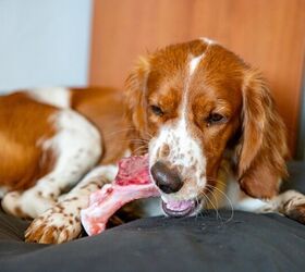 is it ok to give dogs raw bones, el ka Shutterstock