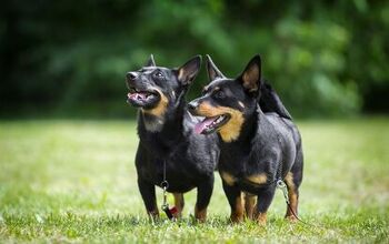Meet the Lancashire Heeler, the AKC's Newest Dog Breed