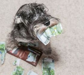 a pennsylvania dog shocked its owners after eating 4000 in cash, Maximilian100 Shutterstock
