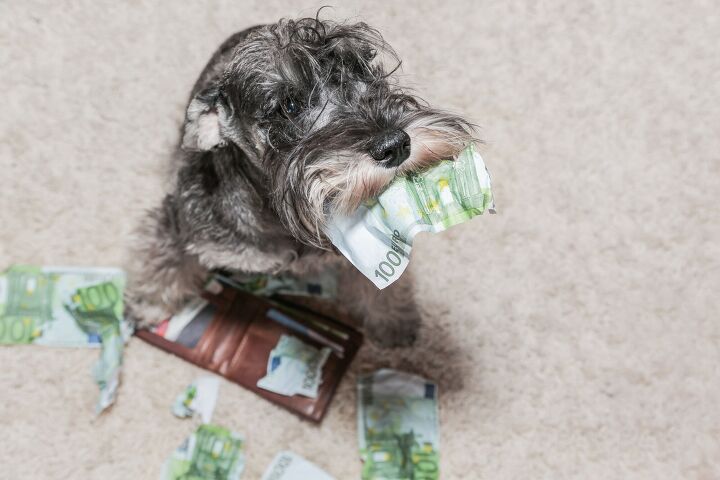 a pennsylvania dog shocked its owners after eating 4000 in cash, Maximilian100 Shutterstock