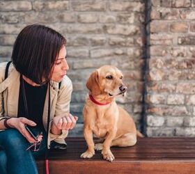 Is AI Making it Easier to Have a Conversation with Your Pet?