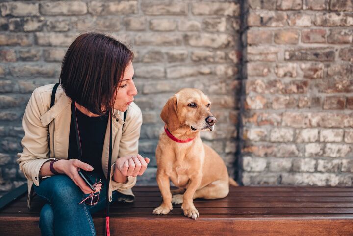 Is AI Making it Easier to Have a Conversation with Your Pet?