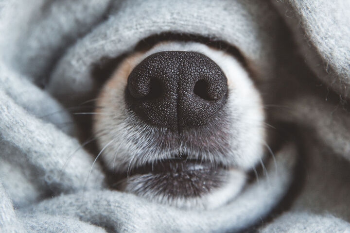 canine nose prints help reunite lost pets with owners, Photo Credit Krichevtseva Shutterstock com