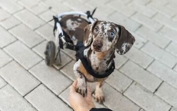 New Tool Detects and Predicts Dog Mobility Issues