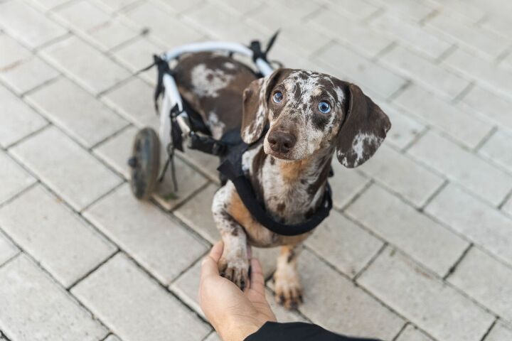 new tool detects and predicts dog mobility issues, Vlad Linev Shutterstock