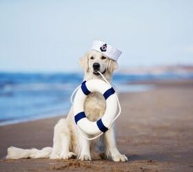 worlds largest cruise ship welcomes a super cute dog as a resident