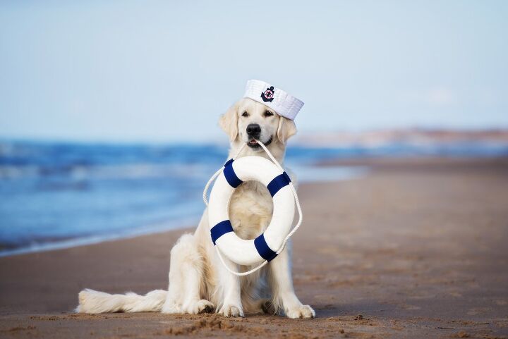 World’s Largest Cruise Ship Welcomes a Super Cute Dog as a Resident