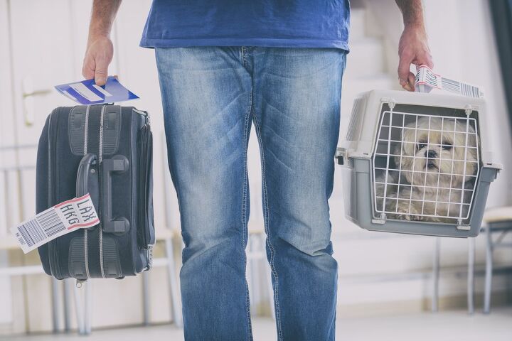 what are the requirements for flying with a dog, Monika Wisniewska Shutterstock