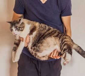 28 pound cat named one frosty too many finds a forever home, Elizaveta Galitckaia Shutterstock