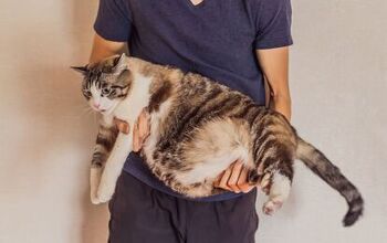 28-pound Cat Named 'One Frosty Too Many' Finds a Forever Home