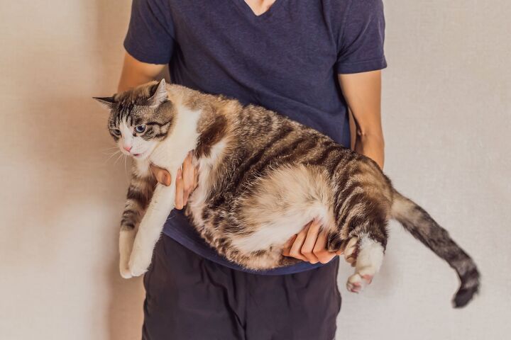 28 pound cat named one frosty too many finds a forever home, Elizaveta Galitckaia Shutterstock