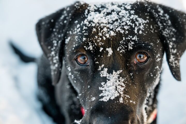 how do i know if my dog has frostbite, Juriz Shutterstock