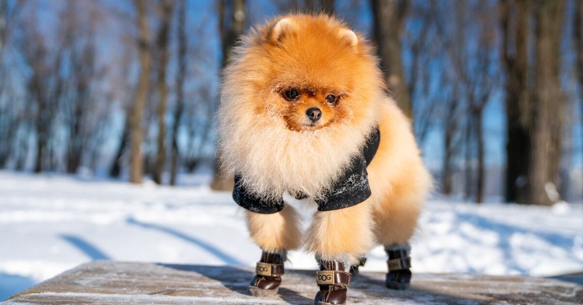 Does My Dog Need Winter Boots? PetGuide Does My Dog Need Winter Boots? PetGuide