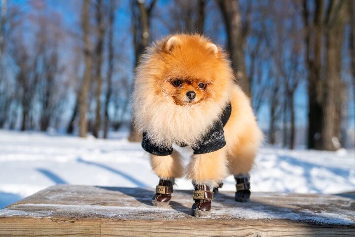 does my dog need winter boots, Pandora Pictures Shutterstock
