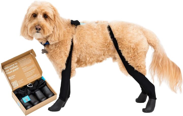 does my dog need winter boots