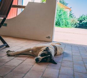 guinness world records reviews bobis world s oldest dog title, Wirestock Creators Shutterstock