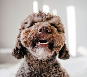 What Do I Do if My Dog Has a Chipped Tooth?