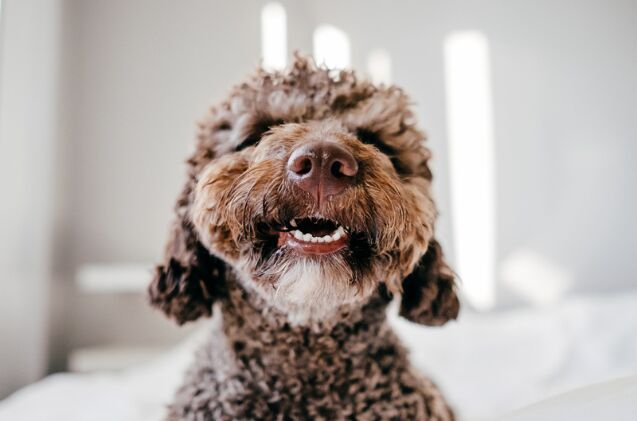 what do i do if my dog has a chipped tooth, Photo credit Lucia Romero Shutterstock com