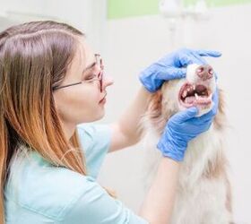 what do i do if my dog has a chipped tooth, Photo credit Ermolaev Alexander Shutterstock com