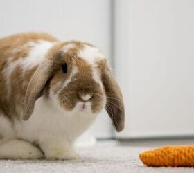 Why is My Rabbit Eating Poop and How Do I Stop It?