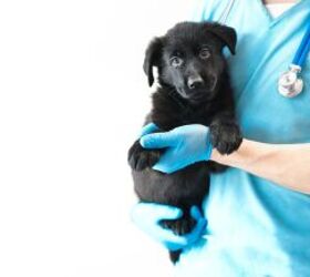 a six legged abandoned dog has surgery to remove extra limbs, Yana Vasileva Shutterstock