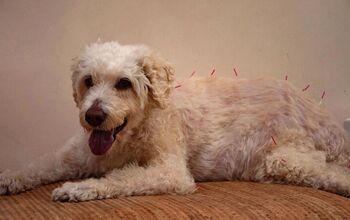 How Acupuncture Can Help Cats and Dogs
