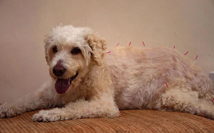 how acupuncture can help cats and dogs, Gragralag Shutterstock