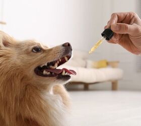 What Is Traditional Chinese Veterinary Medicine?