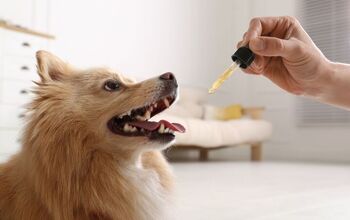 What Is Traditional Chinese Veterinary Medicine?