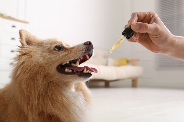 what is traditional chinese veterinary medicine, New Africa Shutterstock