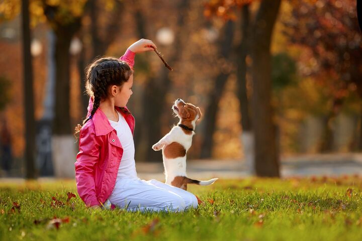 study finds link between having a dog and girls physical activity, Oleksiy Rezin Shutterstock