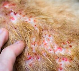 what is dog folliculitis and how to treat it, Elena11 Shutterstock