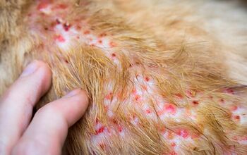 What Is Dog Folliculitis and How to Treat It?
