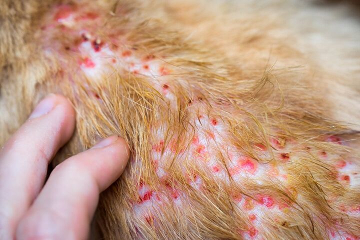 what is dog folliculitis and how to treat it, Elena11 Shutterstock