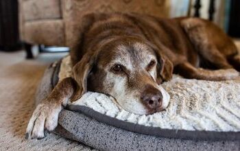 What Are the Symptoms of Dementia in Dogs?