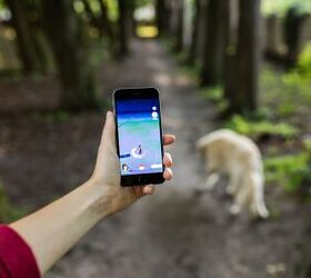 gps tracker saves the life of a vancouver island pooch, Photo Credit J Lekavicius Shutterstock com