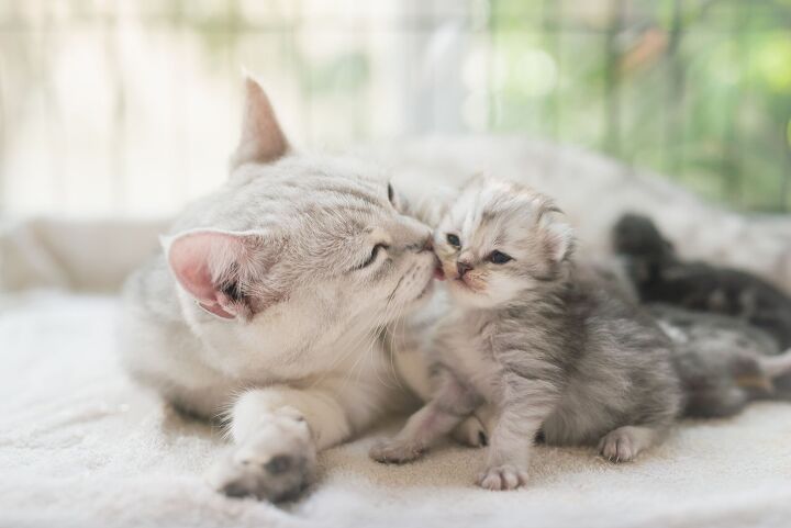 what to know about cat reproduction, ANURAK PONGPATIMET Shutterstock