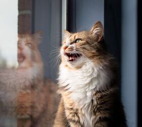 Cat Chattering: What Is It and What Does It Mean?