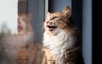 Cat Chattering: What Is It and What Does It Mean?