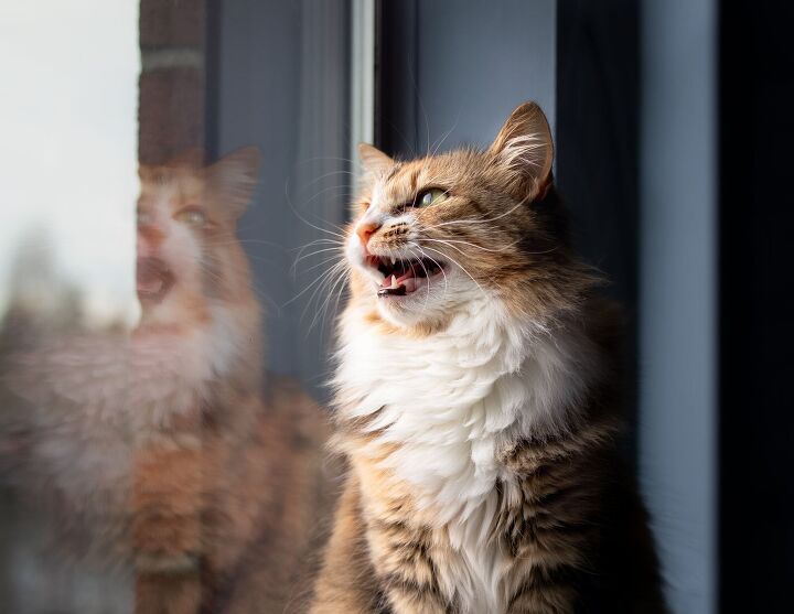 cat chattering what is it and what does it mean, sophiecat Shutterstock
