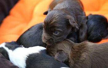 Homeless Man Rescues a Litter of Orphaned Puppies During a Storm