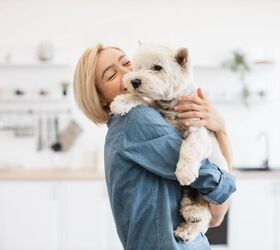 new study shows which dog breeds are most likely to get cancer, SofikoS Shutterstock