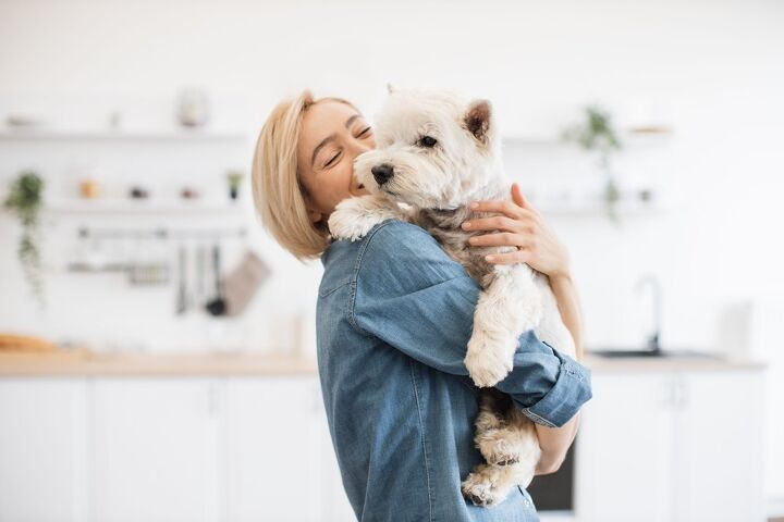 new study shows which dog breeds are most likely to get cancer, SofikoS Shutterstock