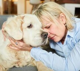 do dogs experience grief, Photo credit Robert Kneschke Shutterstock com